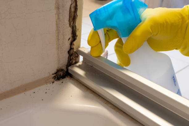 Best Commercial Mold Removal  in Point, TX