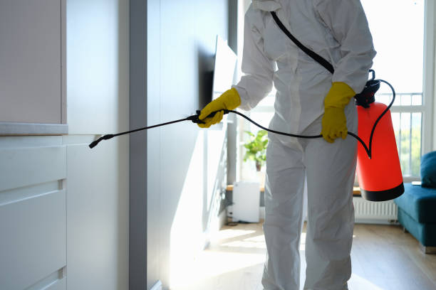 Mold Removal Process in Point, TX