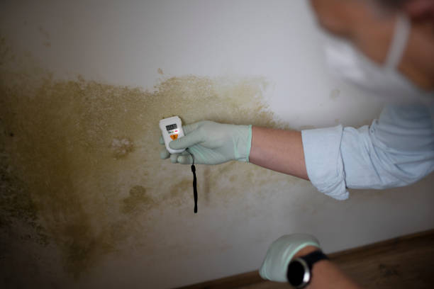 Best Commercial Mold Removal  in Point, TX