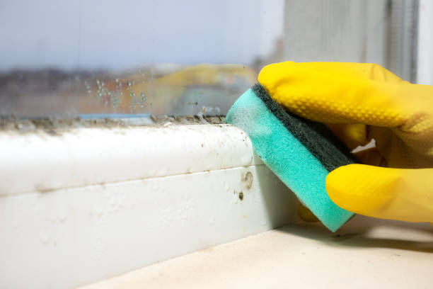 Best Mold Cleaning Services  in Point, TX