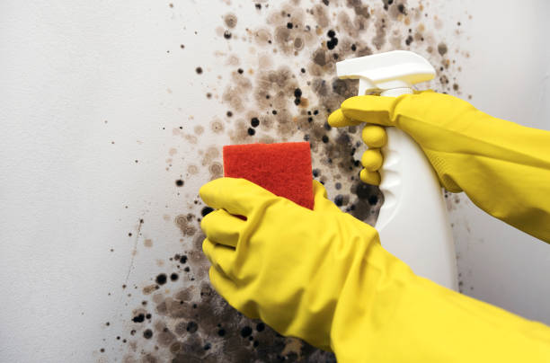 Best Best Mold Removal Companies  in Point, TX