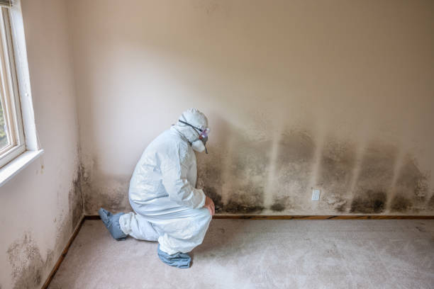 Best Certified Mold Removal  in Point, TX