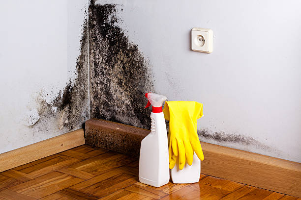 Crawl Space Mold Removal in Point, TX