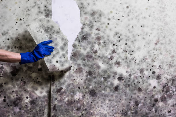 Best Mold Damage Repair  in Point, TX
