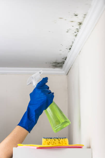Point, TX Mold Removal Company