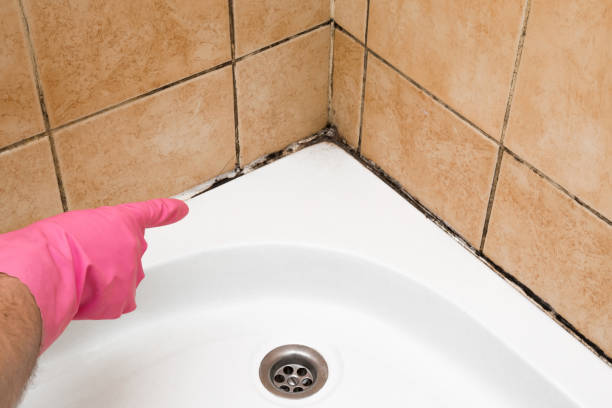 Best Crawl Space Mold Removal  in Point, TX